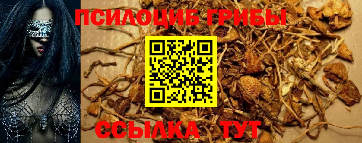 Галлюциногенные грибы Cubensis Коркино